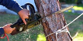 Best Fruit Tree Pruning  in , TX