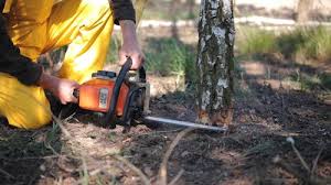Best Tree Mulching  in , TX