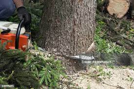 Best Tree and Shrub Care  in , TX