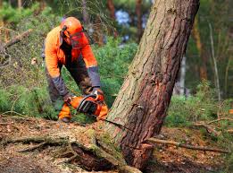 Best Tree Removal  in , TX