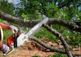 Best Hedge Trimming  in , TX