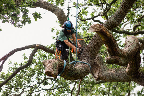 Best Tree Maintenance Programs  in , TX