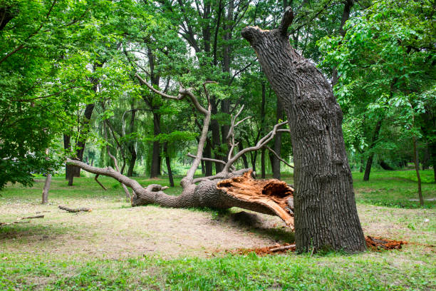 Best Root Management and Removal  in , TX