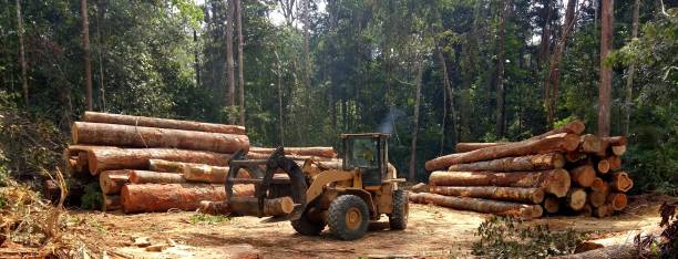 Best Emergency Tree Removal  in , TX