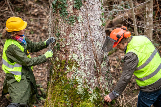 Best Tree Disease Treatment  in , TX
