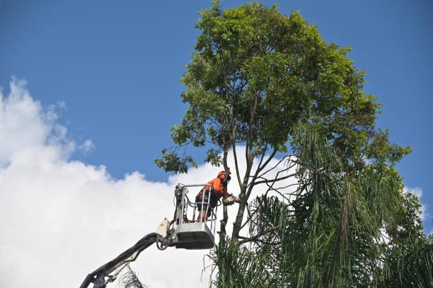 Best Commercial Tree Services  in , TX
