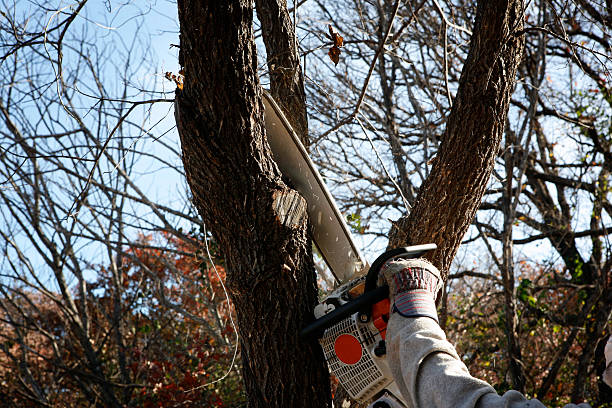 Best Weed Control  in , TX