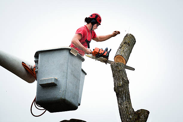 Best Tree Trimming and Pruning  in , TX