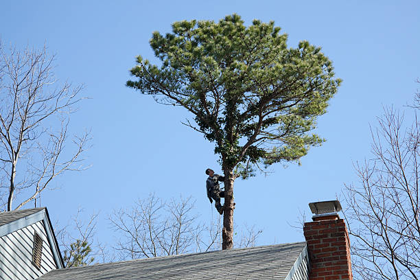 Best Arborist Consultation Services  in , TX
