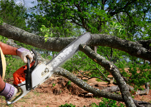 Best Landscape Design and Installation  in , TX